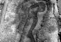 Donna di mare